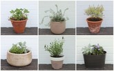 鉢植え.jpg